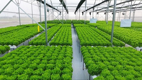 Hà Nội: Phát triển du lịch nông nghiệp sinh thái gắn với xây dựng nông thôn mới