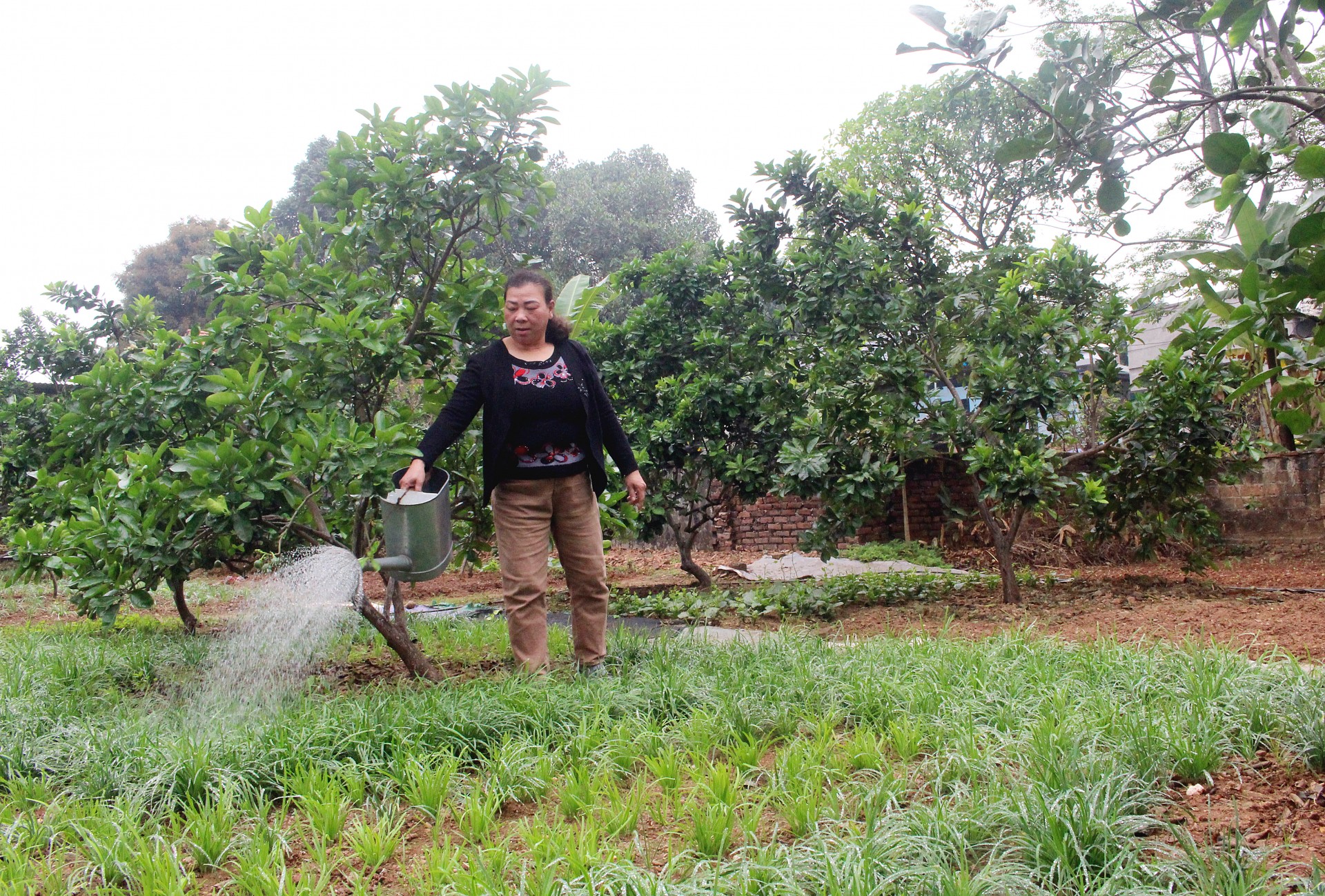 Những khu vườn khang trang của người dân vừa có mỹ quan đẹp vừa mang lại hiệu quả kinh tế.