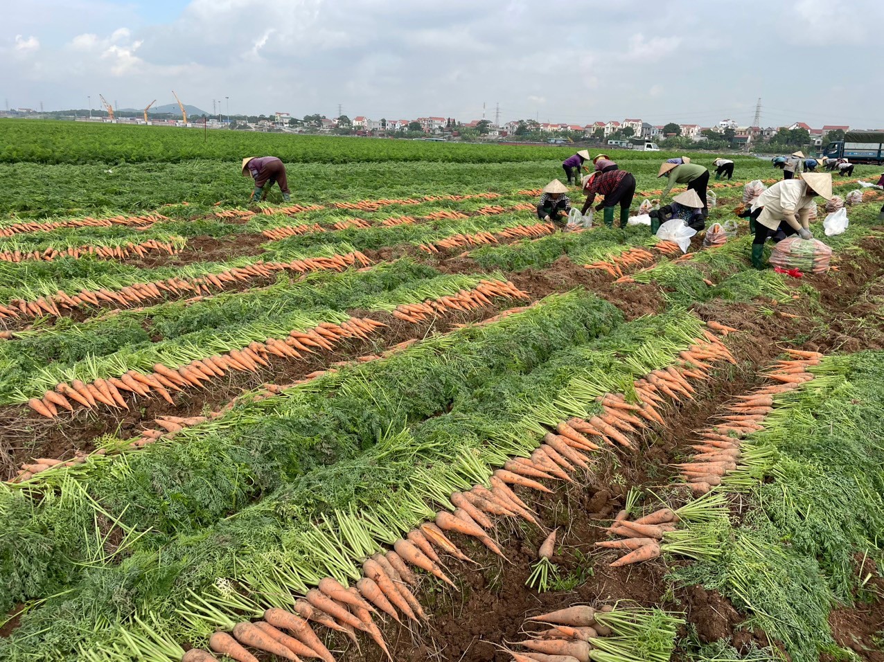 Xúc tiến tiêu thụ nông sản và sản phẩm OCOP của TP Hải Dương Xúc tiến tiêu thụ nông sản và sản phẩm OCOP của TP Hải Dương