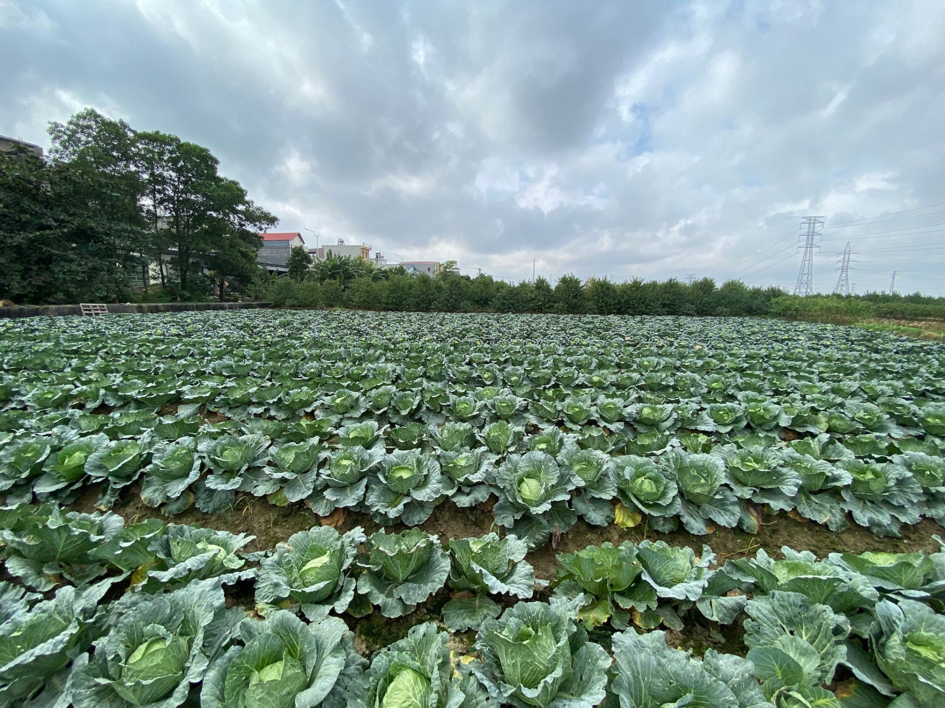 Xúc tiến tiêu thụ nông sản và sản phẩm OCOP của TP Hải Dương Xúc tiến tiêu thụ nông sản và sản phẩm OCOP của TP Hải Dương