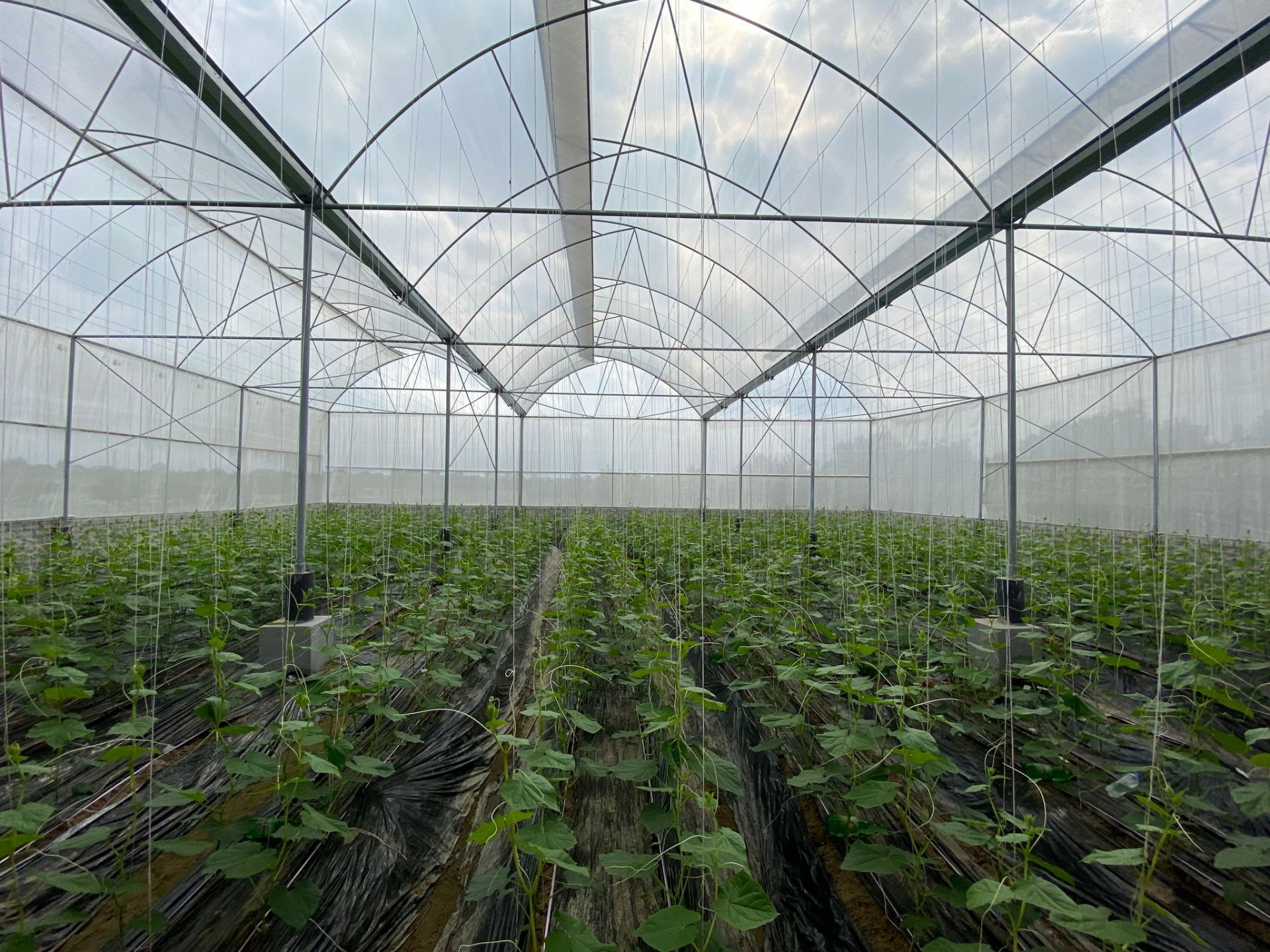 Xúc tiến tiêu thụ nông sản và sản phẩm OCOP của TP Hải Dương Xúc tiến tiêu thụ nông sản và sản phẩm OCOP của TP Hải Dương