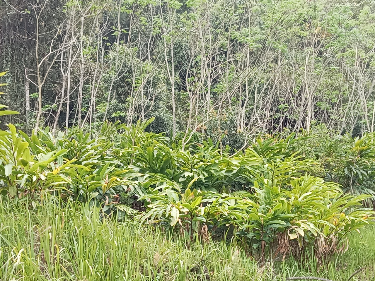 Phát triển cây Bon bo gắn với bảo vệ rừng tại bản Na Lướm xã Thông Thụ