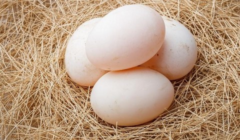Nghệ An: Hiệu quả kinh tế từ mô hình nuôi vịt siêu trứng