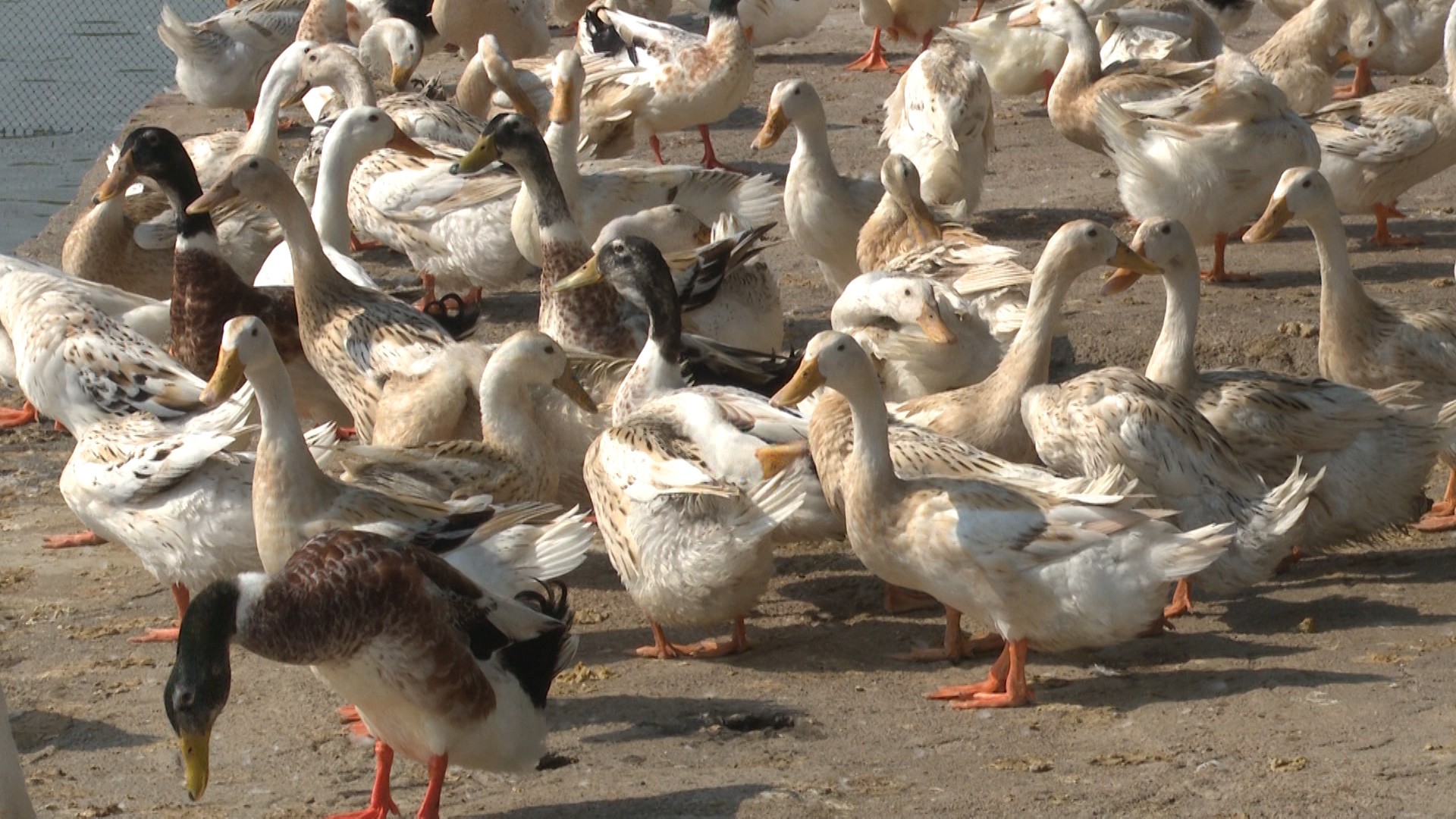 Nghệ An: Hiệu quả kinh tế từ mô hình nuôi vịt siêu trứng