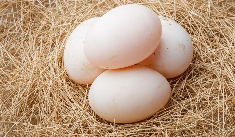 Sản phẩm trứng vịt là thực phẩm quen thuộc được nhiều người dân sử dụng.