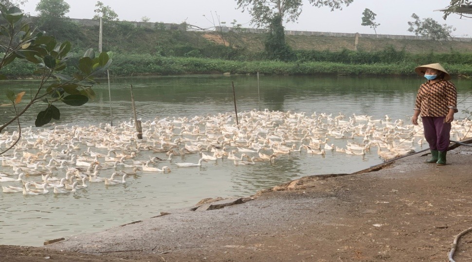 Nghệ An: Hiệu quả kinh tế từ mô hình nuôi vịt siêu trứng