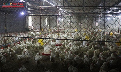 Trứng gà Chiêu Viên đã chinh phục được thị trường các tỉnh, với lượng khách hàng ổn định là các hiệu bánh, bếp ăn tập thể, chợ truyền thống. Trứng gà Chiêu Viên đã chinh phục được thị trường các tỉnh, với lượng khách hàng ổn định là các hiệu bánh, bếp ăn tập thể, chợ truyền thống.