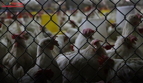 Trang trại của HTX Sản xuất trứng gà Chiêu Viên với hơn 1000 con gà, chủ yếu là giống gà mái đẻ. Trang trại của HTX Sản xuất trứng gà Chiêu Viên với hơn 1000 con gà, chủ yếu là giống gà mái đẻ.