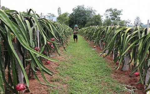Xây dựng thương hiệu OCOP - Nâng cao giá trị sản phẩm truyền thống