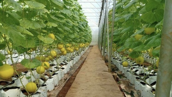 Huyện Nga Sơn (Thanh Hóa): Các mô hình sản xuất cây trồng mang lại giá trị kinh tế cao