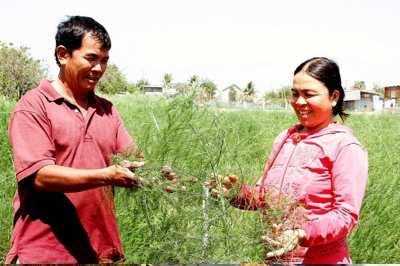 Nông dân làng Chăm Tuấn Tú trồng cây măng tây xanh đạt tiêu chuẩn VietGAP