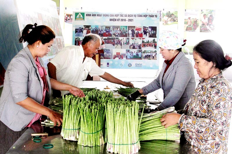 HTX Tuấn Tú thu mua sản phẩm măng tây xanh của các hộ thành viên