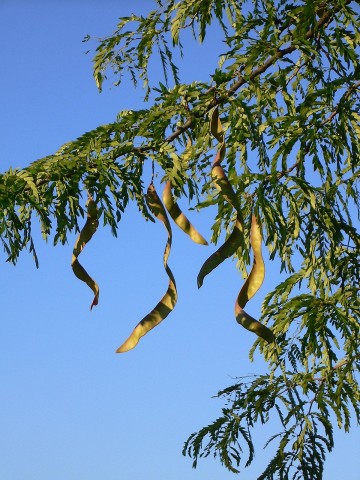 Hương bồ kết quê nhà