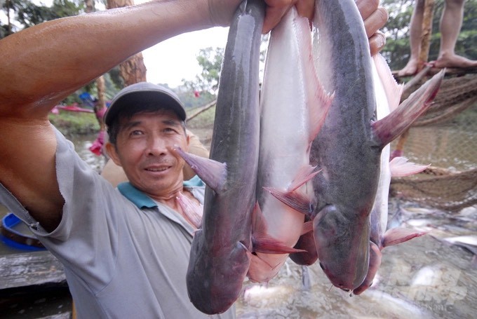 Vùng nuôi cá tra thương phẩm của Công ty Cổ phần Nam tại An Giang. Ảnh: Lê Hoàng Vũ. Vùng nuôi cá tra thương phẩm của Công ty Cổ phần Nam tại An Giang. Ảnh: Lê Hoàng Vũ.