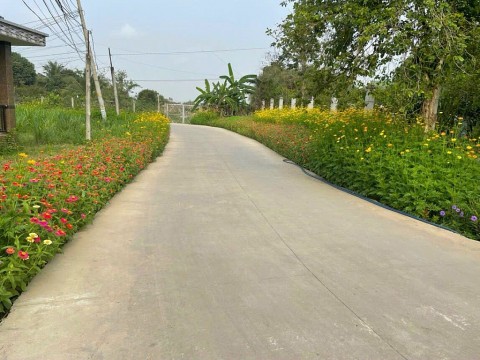 Long An: Rực rỡ những tuyến đường hoa ở huyện Đức Hòa