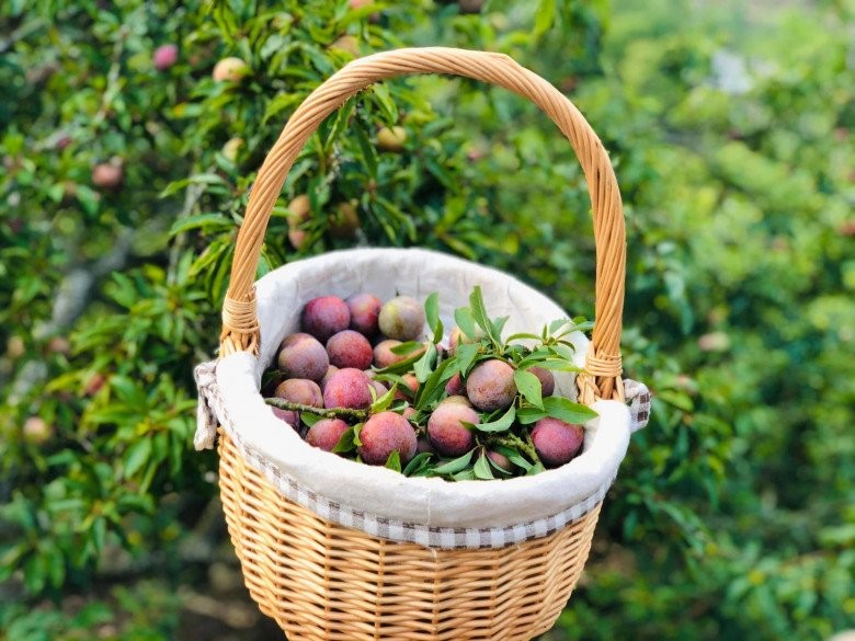 Đến Mộc Châu tham gia Ngày hội du lịch văn hóa 2023 Đến Mộc Châu tham gia Ngày hội du lịch văn hóa 2023