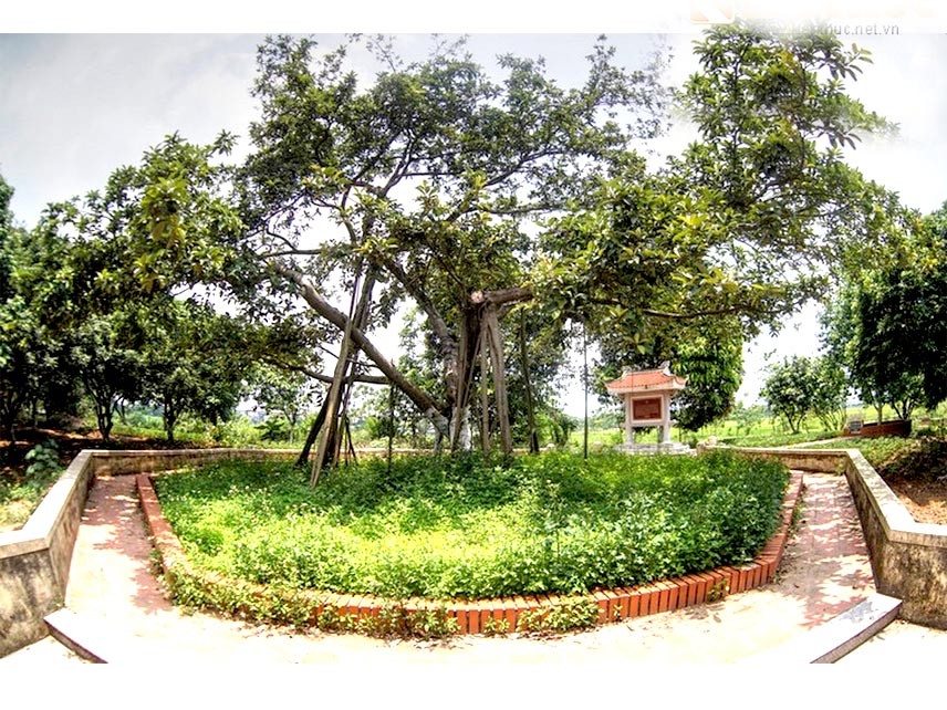 Ngược dòng lịch sử, sau khi kháng chiến chống Pháp thắng lợi, Bác Hồ trở về Thủ đô. Vào dịp Tết cổ truyền hàng năm, Người lại dành thời gian đi thăm đồng bào, chiến sĩ và trồng cây lưu niệm. Đến ngày 28/11/1959, Người chính thức phát động “Tết trồng cây”.