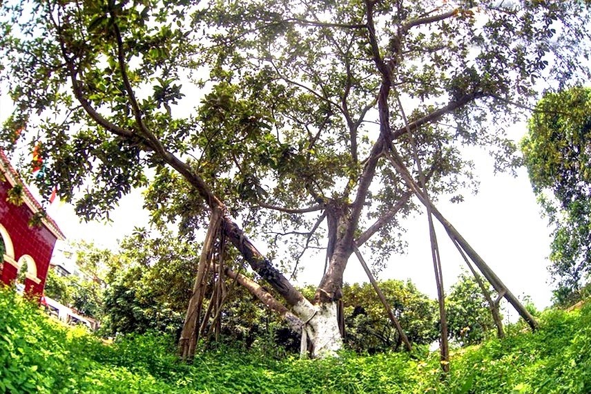 Cây đa thứ hai được Bác Hồ trồng ngày 31/1/1965 ở xã Đông Hội, huyện Đông Anh. Buổi sáng hôm đó, sau khi thăm hỏi nhân dân, Bác đã xắn quần cao, đi đến một cái hố cây đã đào sẵn. Người đặt cây đa xuống hố và sửa cho cây đa đứng thẳng sau đó xúc từng xẻng đất đắp vào gốc cây...