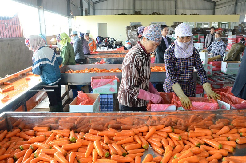 Mô hình chế biến cà rốt xuất khẩu tại xã Minh Tân, huyện Lương Tài, Bắc Ninh.