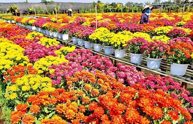 Mô hình thí điểm phát triển Chương trình OCOP giai đoạn 2 Mô hình thí điểm phát triển Chương trình OCOP giai đoạn 2