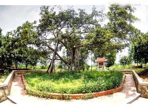 Cây đa Bác trồng