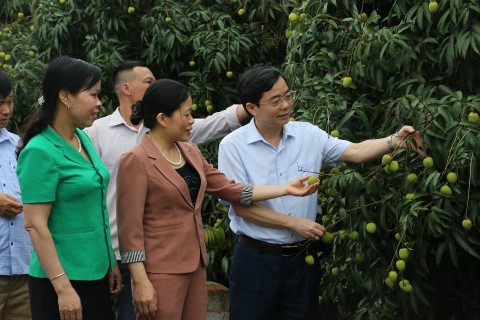 Hơn 12.000 tấn Vải lai chín sớm Phù Cừ chờ thu hoạch
