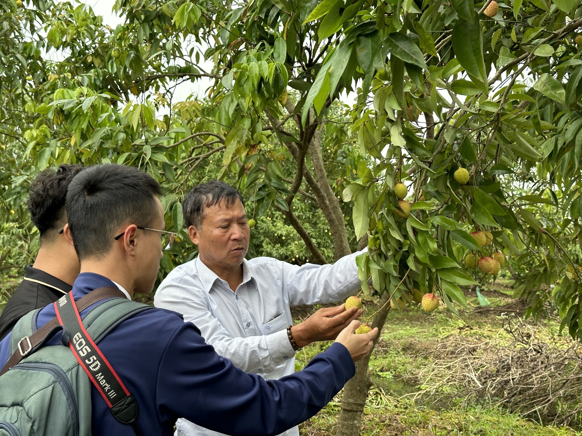 Vải lai chín sớm Phù Cừ đang dần bước vào độ chín để thu hoạch. Vải lai chín sớm Phù Cừ đang dần bước vào độ chín để thu hoạch.