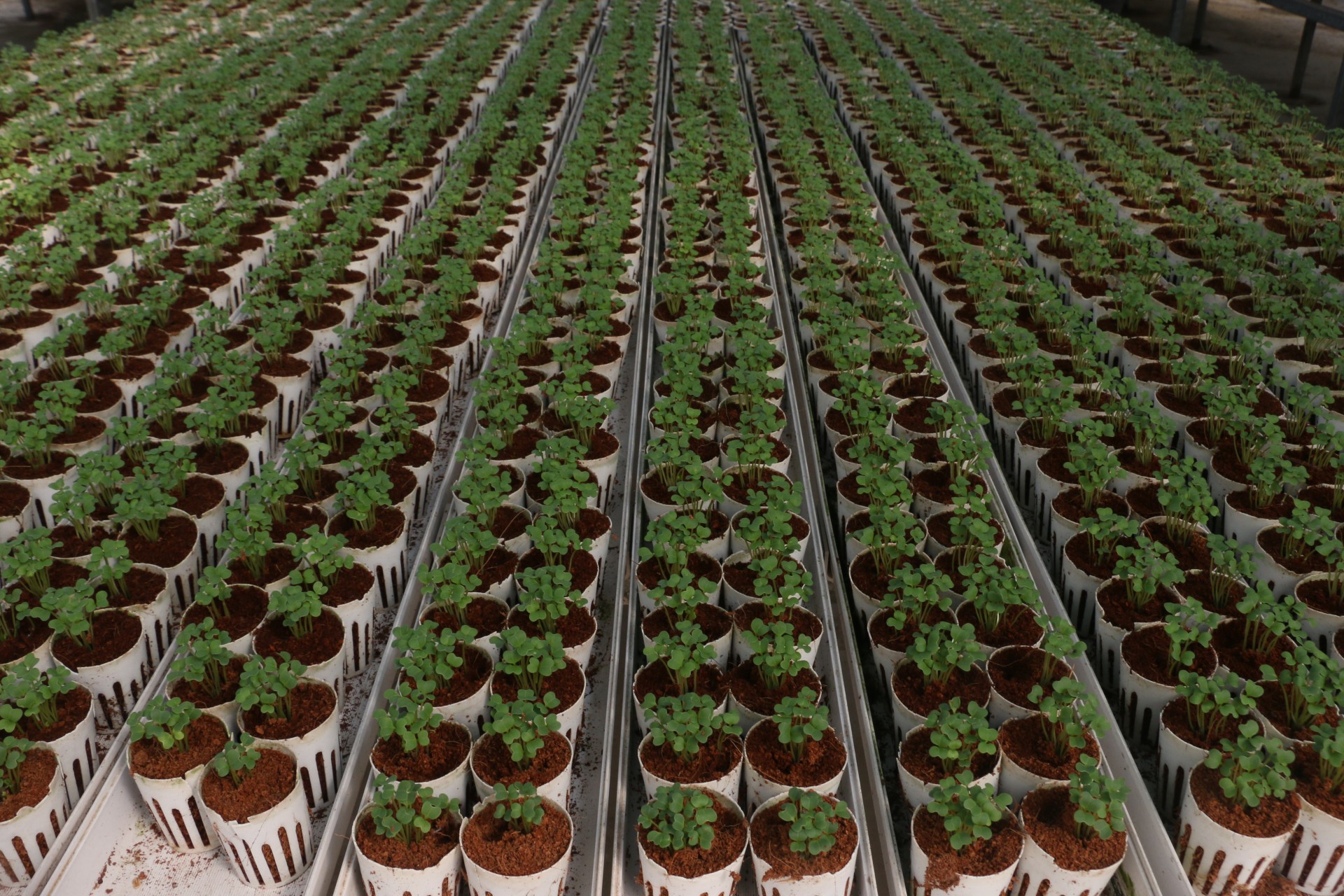 Đảm bảo an ninh, an toàn thực phẩm trong tình hình mới Đảm bảo an ninh, an toàn thực phẩm trong tình hình mới