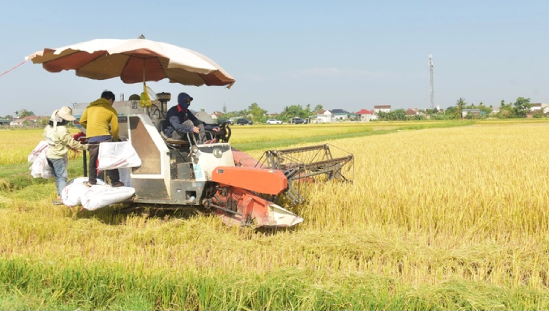 Nhộn nhịp mùa lúa chín ở Can Lộc