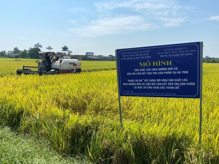 Nhộn nhịp mùa lúa chín ở Can Lộc Nhộn nhịp mùa lúa chín ở Can Lộc