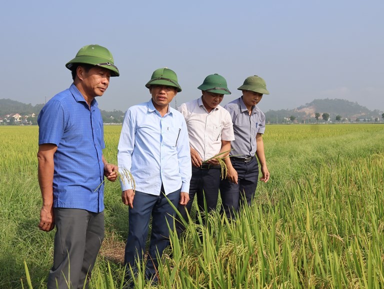 Nhộn nhịp mùa lúa chín ở Can Lộc Nhộn nhịp mùa lúa chín ở Can Lộc