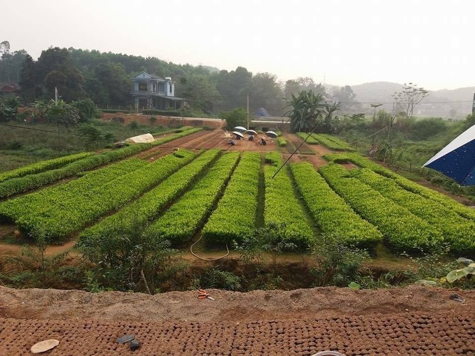 Phú Thọ: Nhân rộng mô hình ươm cây trồng Trạm Thản Phú Thọ: Nhân rộng mô hình ươm cây trồng Trạm Thản