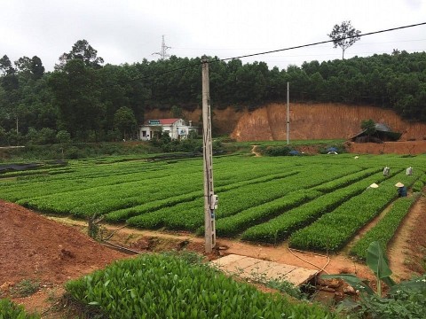 Phú Thọ: Nhân rộng mô hình ươm cây trồng Trạm Thản