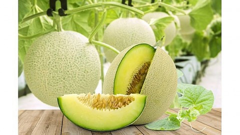Mô hình dưa lưới nhà màng ở thị xã Cửa Lò