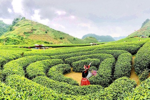 Phát triển du lịch nông thôn ở Phú Thọ