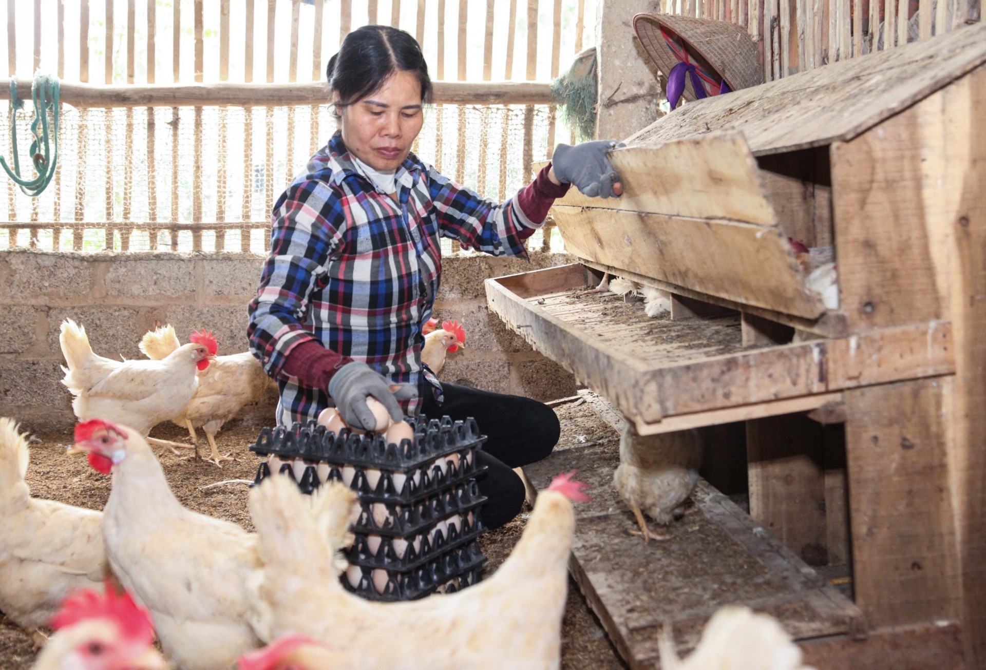 Với quy trình chăn nuôi an toàn, Hợp tác xã Chăn nuôi và Thủy sản Chiến Thắng hướng tới xây dựng trứng gà Ai Cập OCOP. Ảnh: Nguyễn Lượng Với quy trình chăn nuôi an toàn, Hợp tác xã Chăn nuôi và Thủy sản Chiến Thắng hướng tới xây dựng trứng gà Ai Cập OCOP. Ảnh: Nguyễn Lượng