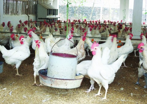 Mô hình nuôi gà Ai Cập đẻ trứng