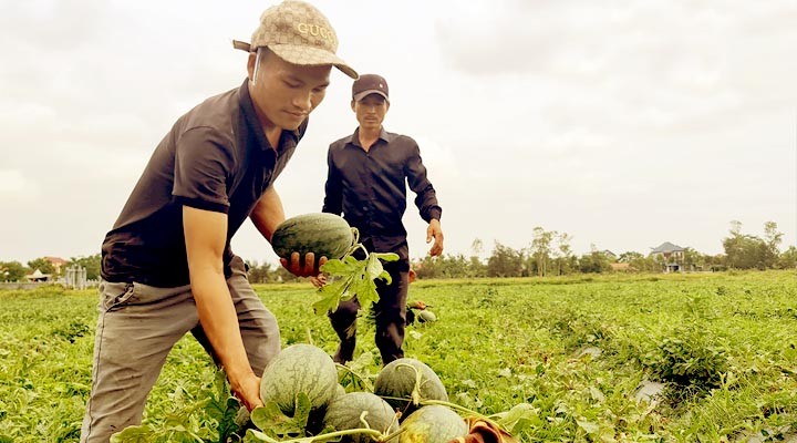 Dưa Hàm Ninh được thương lái thu mua ngay tại ruộng.