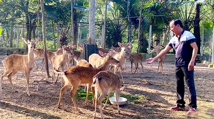 Mô hình chăn nuôi hươu quy mô gần 100 con tại Doanh nghiệp tư nhân nhung hươu Thuận Hà (xã Sơn Giang) Mô hình chăn nuôi hươu quy mô gần 100 con tại Doanh nghiệp tư nhân nhung hươu Thuận Hà (xã Sơn Giang)
