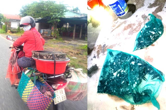 gười phụ nữ chở chim yến đi bán gười phụ nữ chở chim yến đi bán
