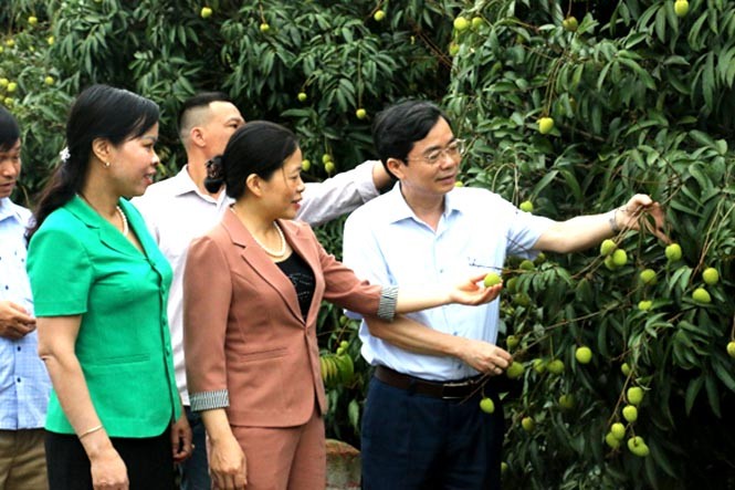 Mô hình vải lai chín sớm Phù Cừ tại xã Tam Đa, xã Minh Tiến Mô hình vải lai chín sớm Phù Cừ tại xã Tam Đa, xã Minh Tiến