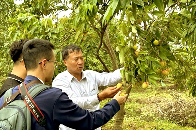 Vải lai chín sớm Phù Cừ đang dần bước vào độ chín để thu hoạch Vải lai chín sớm Phù Cừ đang dần bước vào độ chín để thu hoạch
