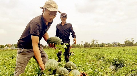 Dưa hấu Hàm Ninh sản phẩm OCOP 3 sao