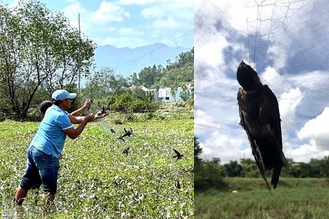 Cần ngăn chặn nạn săn bắt chim yến để phát triển nghề nuôi yến lấy tổ