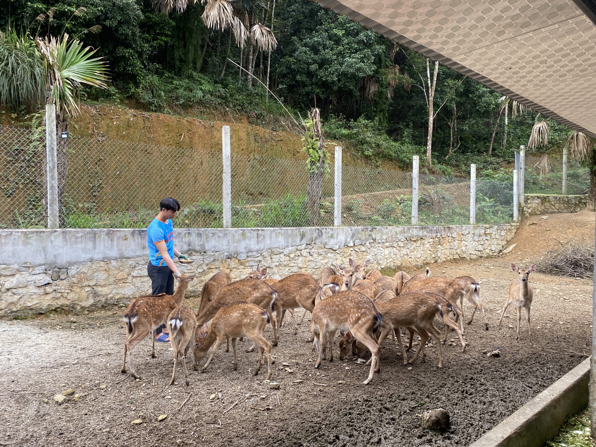 Đưa nhung hươu Hà Tĩnh vào xây dựng chuỗi liên kết các sản phẩm OCOP Đưa nhung hươu Hà Tĩnh vào xây dựng chuỗi liên kết các sản phẩm OCOP