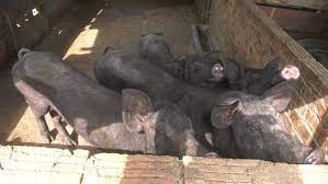 lợn bản địa Tân Minh của HTX đa ngành nghề Tâm Cương Tân Minh, xã Tân Minh (Đà Bắc) lợn bản địa Tân Minh của HTX đa ngành nghề Tâm Cương Tân Minh, xã Tân Minh (Đà Bắc)