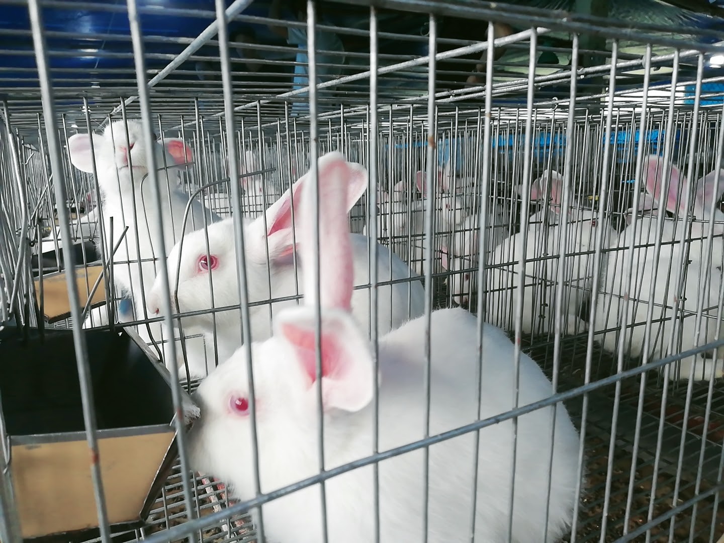 Mô hình chăn nuôi thỏ cho hiệu quả kinh tế cao ở HTX Liên Hà