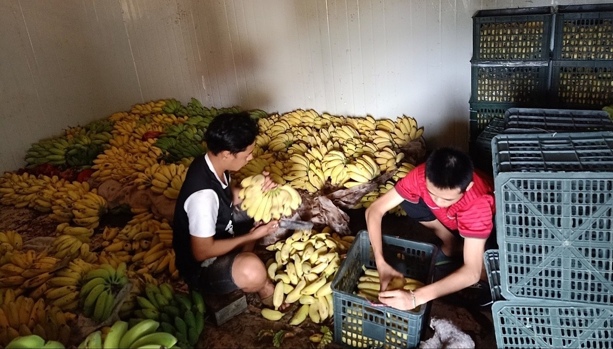 Thanh niên mạnh dạn khởi nghiệp gắn với mô hình hợp tác xã Thanh niên mạnh dạn khởi nghiệp gắn với mô hình hợp tác xã