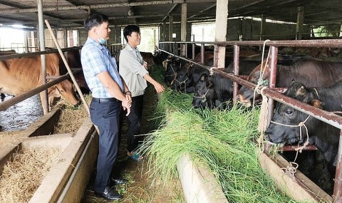 thua thien hue khoi nghiep tai manh dat que nha
