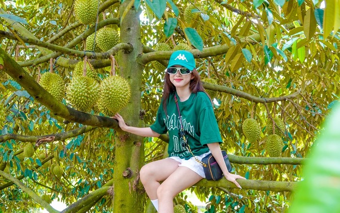 Du khách thích thú trải nghiệm chụp ảnh cùng những cây sầu riêng trái trĩu cành